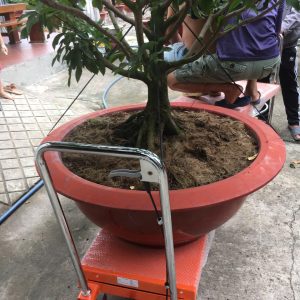 xe nâng mặt bàn nâng cây mai