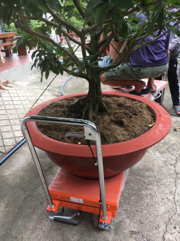xe nâng mặt bàn nâng cây mai